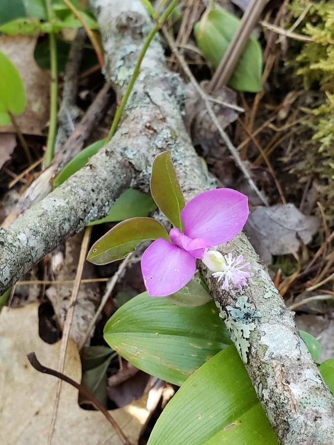 Polygala paucifolia leaf