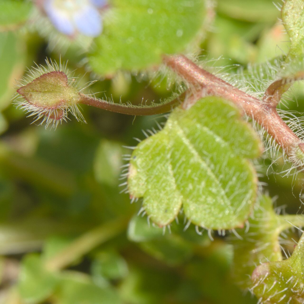 Veronica triloba — houseplant care guide