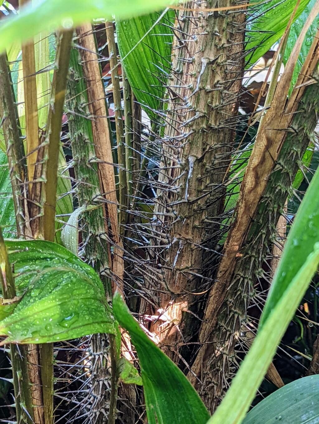 Salacca zalacca bark