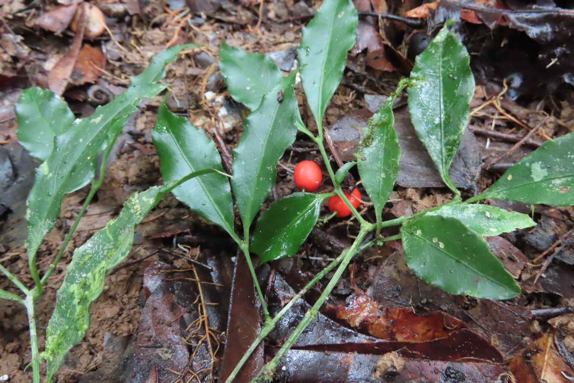 Crossopetalum enervium — related species from the same genus
