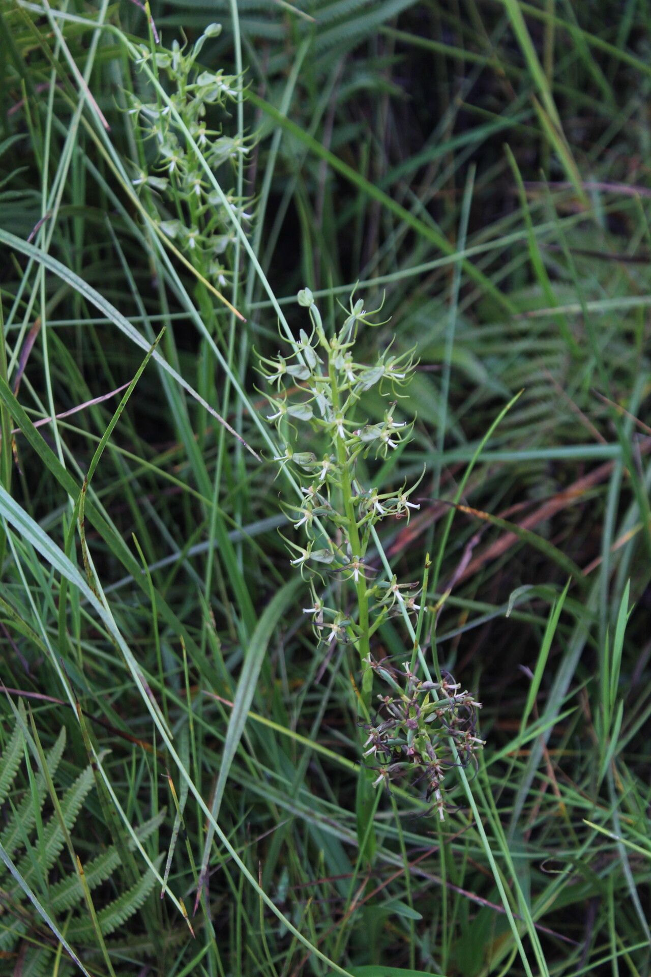 Habenaria cornutella — houseplant care guide