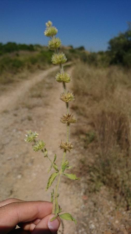 Sideritis hirsuta fruit