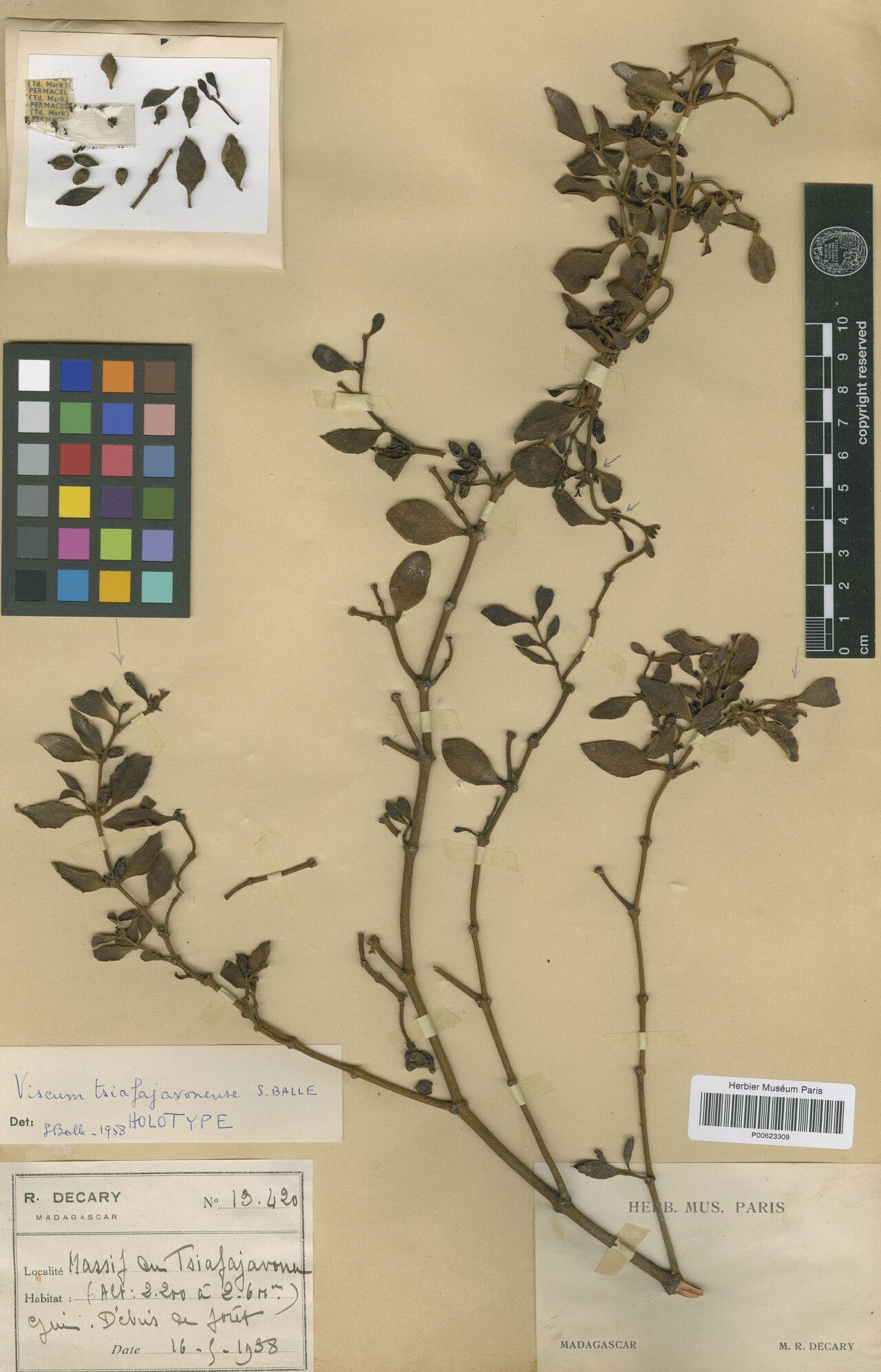 Viscum tsiafajavonense — houseplant care guide