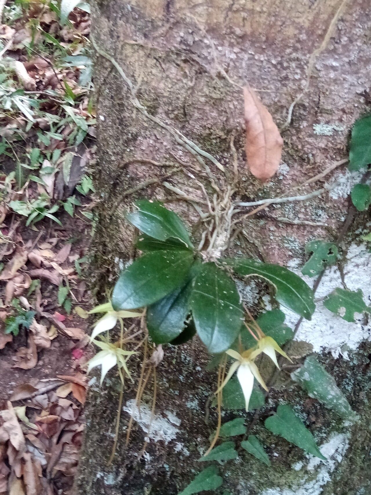 Aerangis monantha — search result for 'Aerangis'