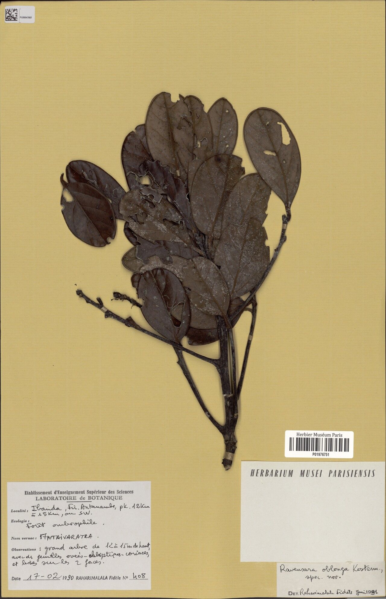 Cryptocarya oblonga — houseplant care guide