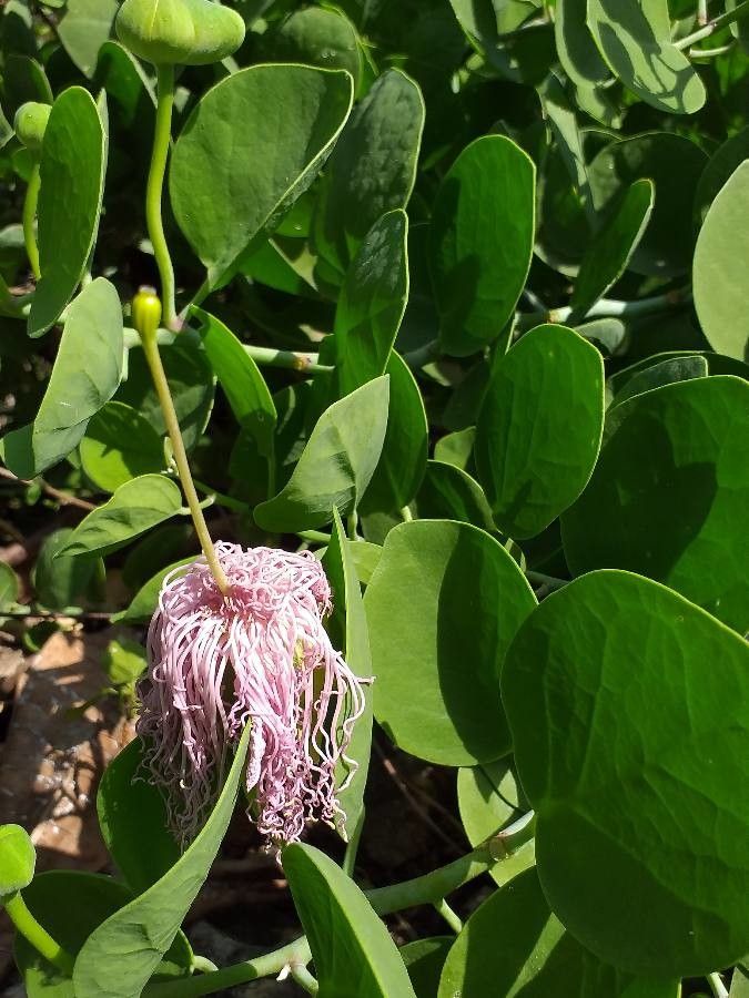 Capparis cartilaginea flower