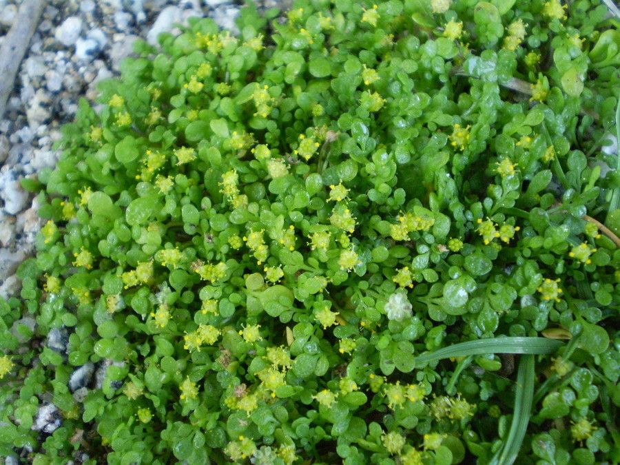 Nananthea perpusilla habit