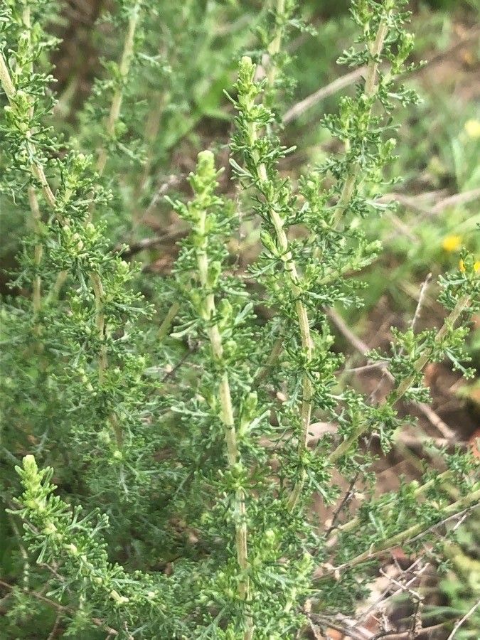 Artemisia herba-alba leaf