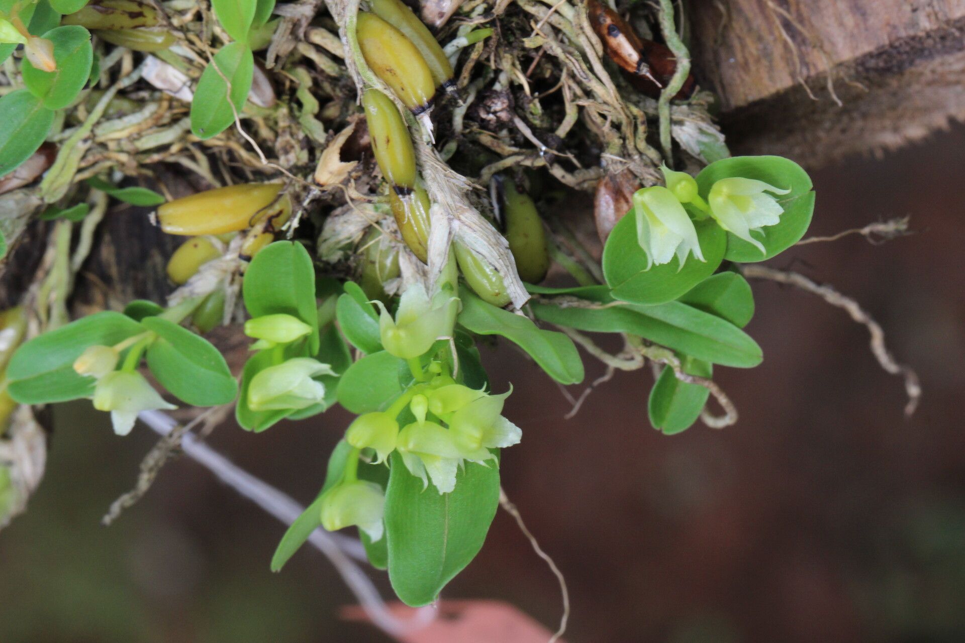 Polystachya camaridioides flower