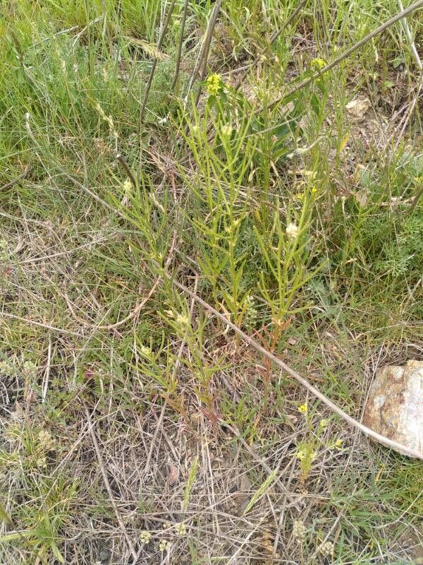 Erysimum incanum — search result for 'Erysimum'