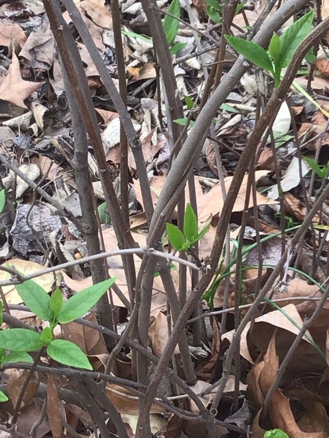 Calycanthus occidentalis bark
