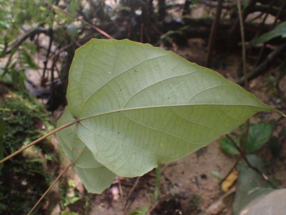 Macaranga gabunica — houseplant care guide