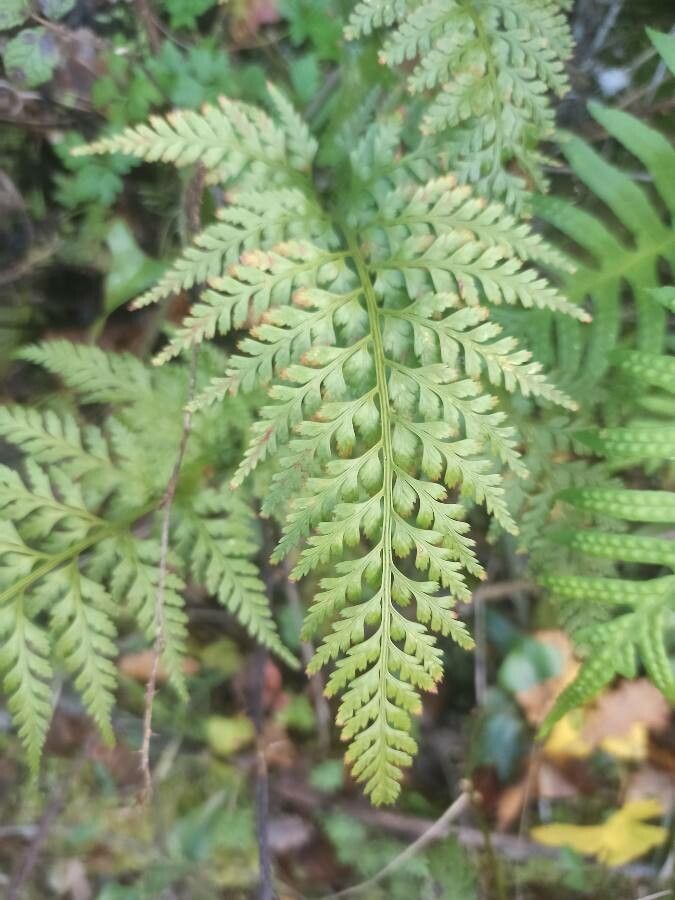 Asplenium onopteris — search result for 'Aspleniaceae'