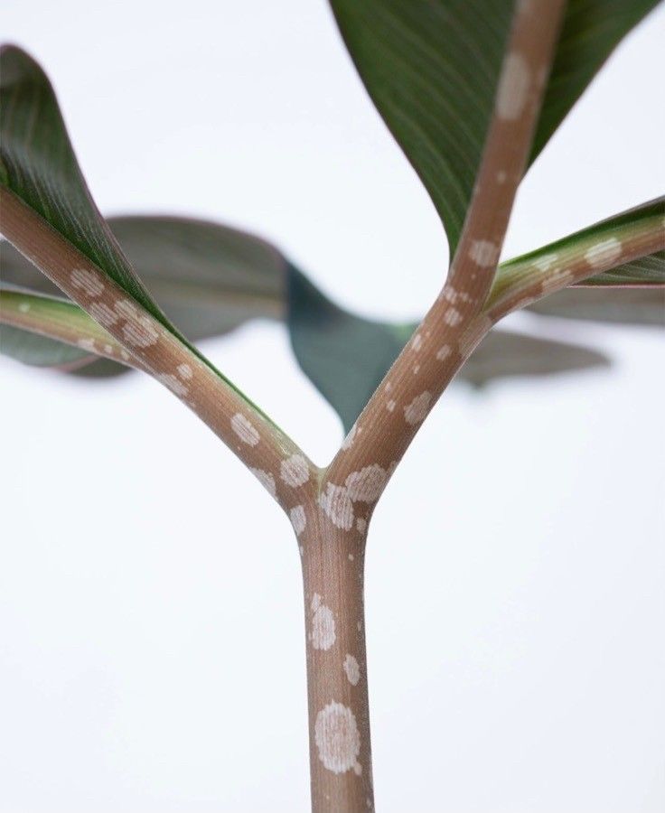 Amorphophallus atroviridis bark