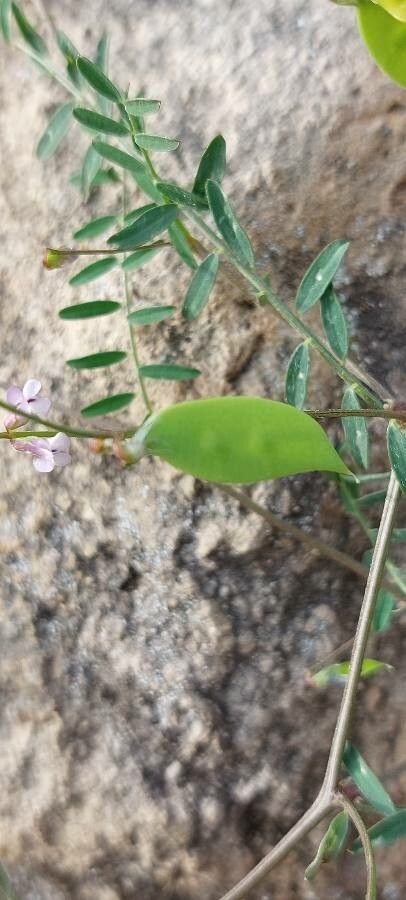 Vicia parviflora fruit