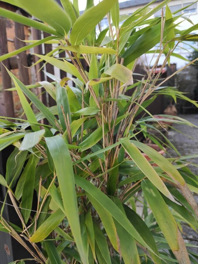 Indocalamus tessellatus habit