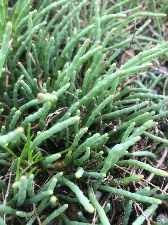 Arthrocnemum subterminale leaf