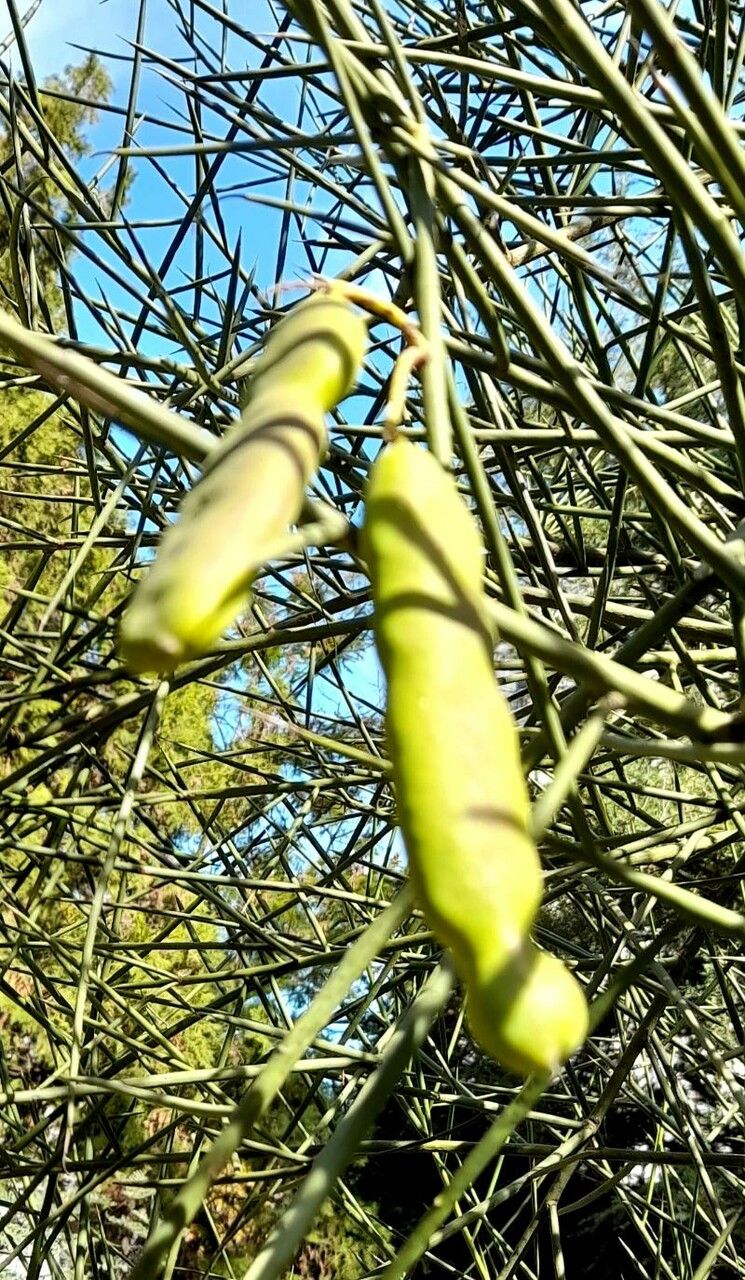 Prosopis kuntzei fruit