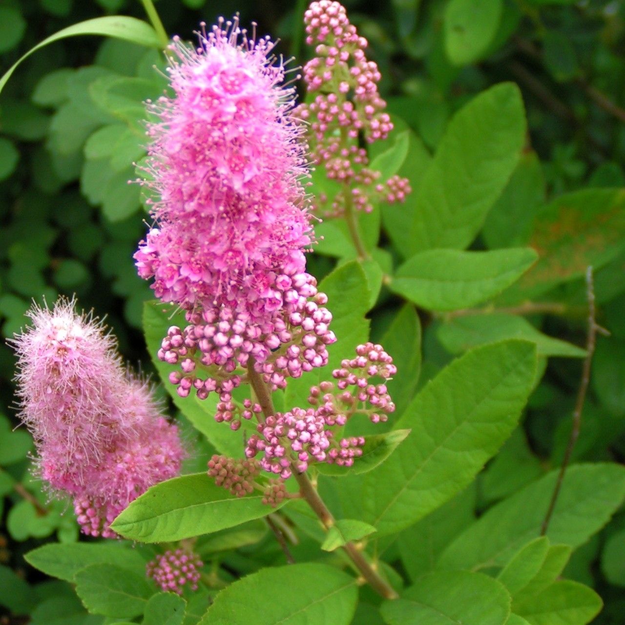 Spiraea x pseudosalicifolia — search result for 'Spiraea'