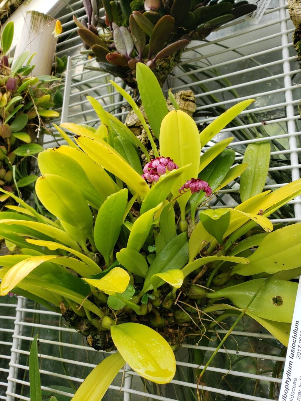 Bulbophyllum fenestratum habit