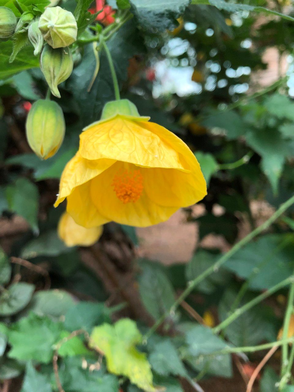 Abutilon spp. fruit