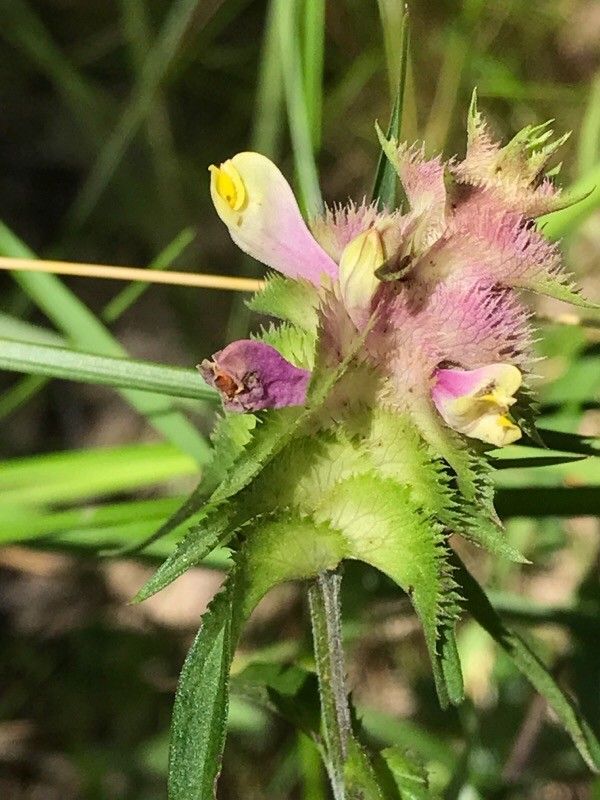 Melampyrum cristatum flower