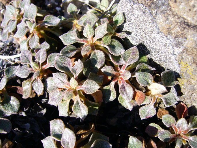 Eriogonum nervulosum — search result for 'Eriogonum'