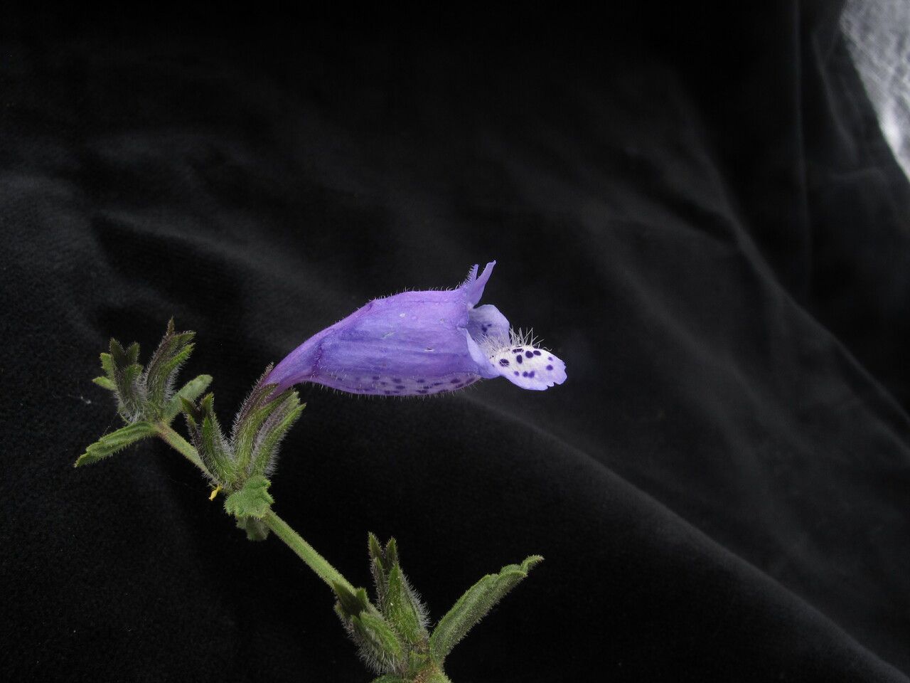 Nepeta staintonii — houseplant care guide