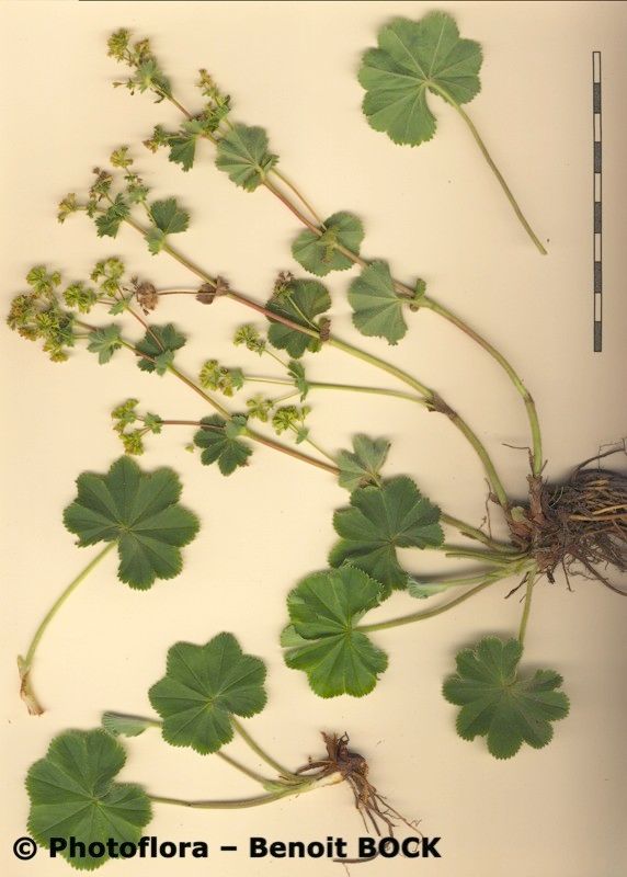 Alchemilla strigosula other