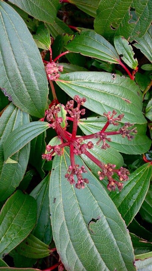 Viburnum davidii flower