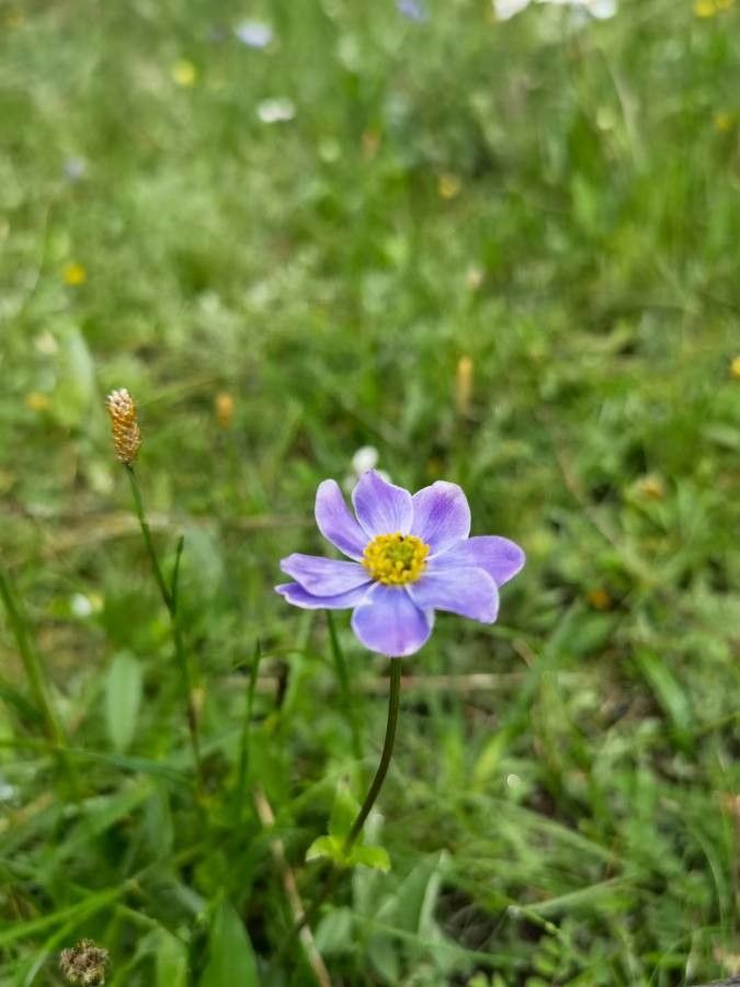 Anemone cathayensis habit