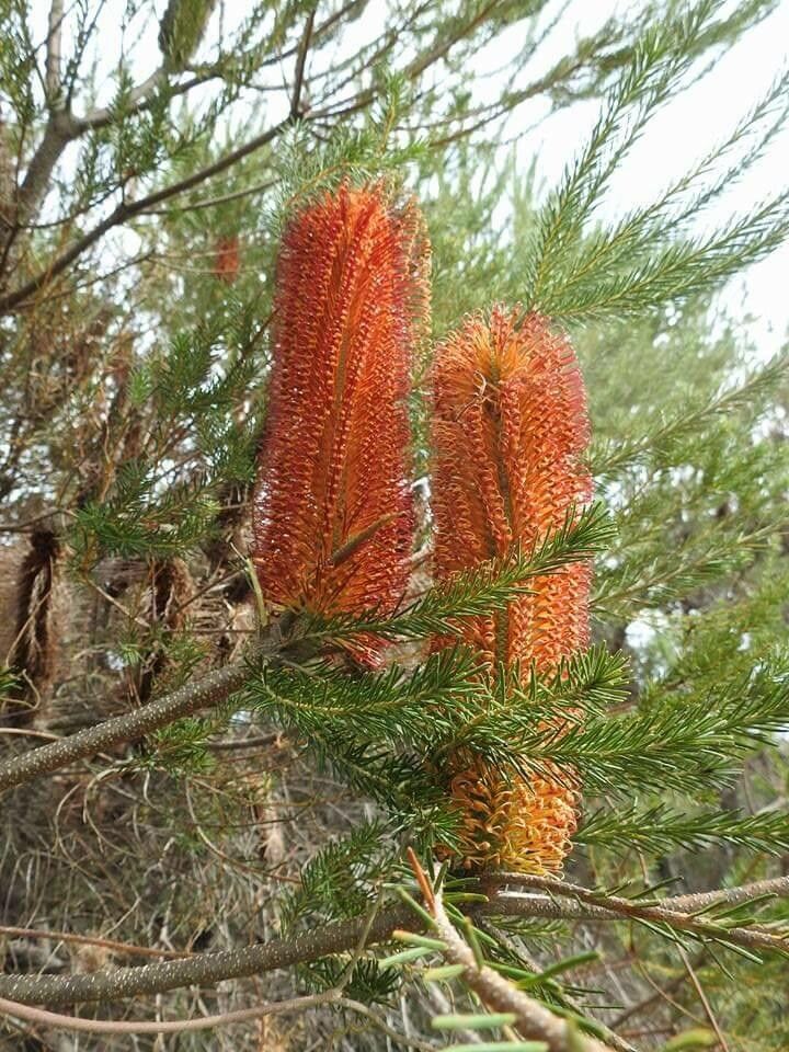 Banksia ericifolia flower