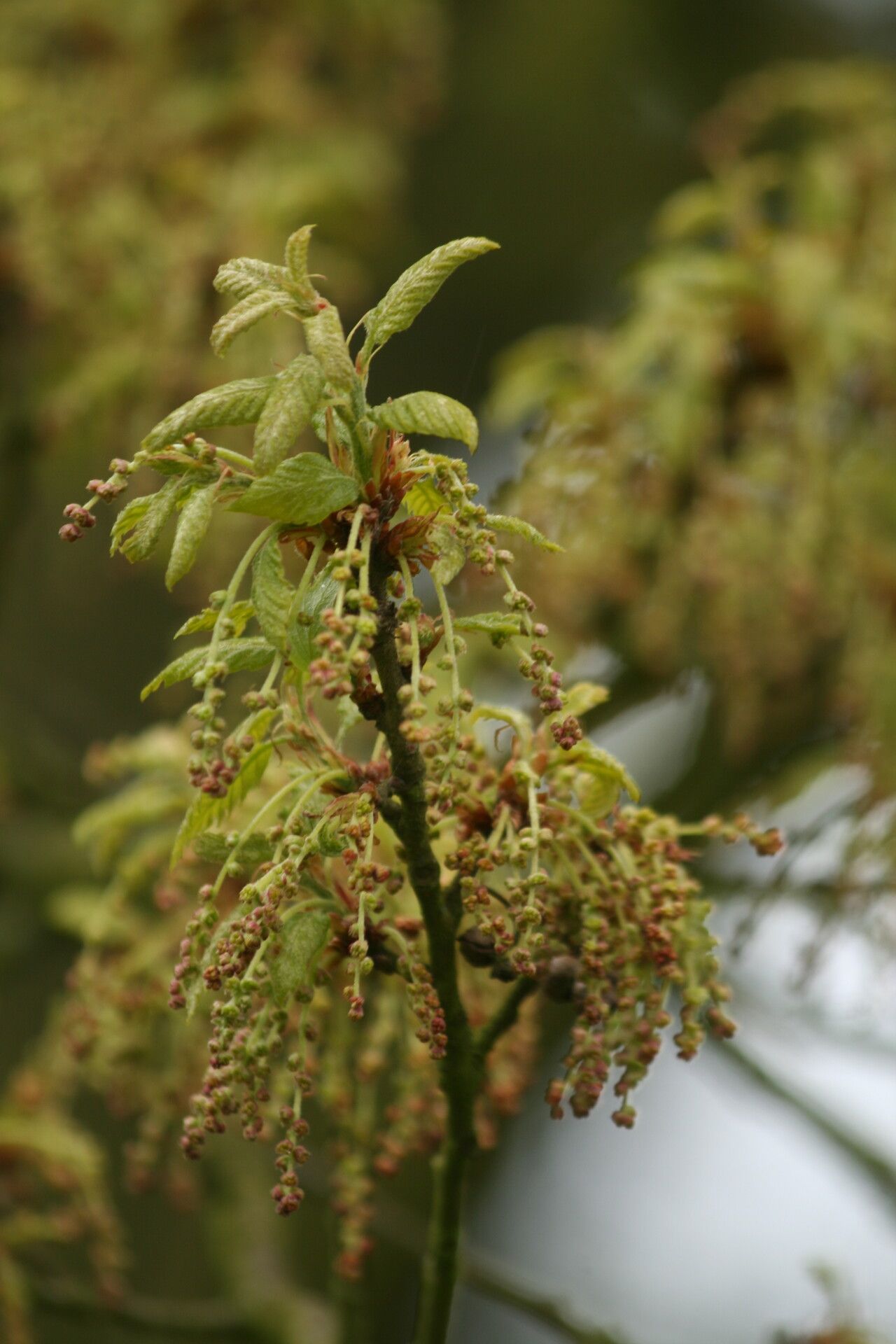 Quercus afares flower