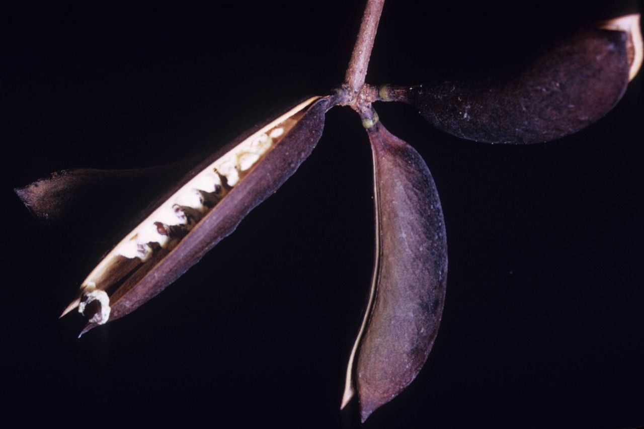 Vachellia choriophylla — houseplant care guide