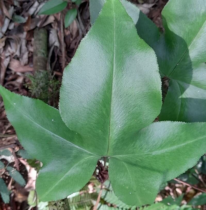 Doryopteris majestosa leaf