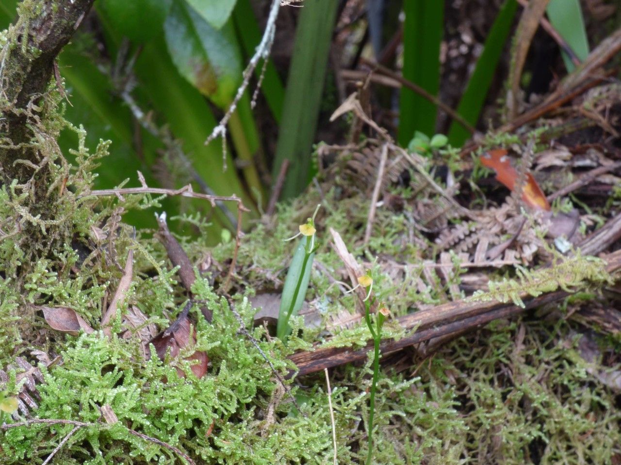 Liparis ambohimangana habit