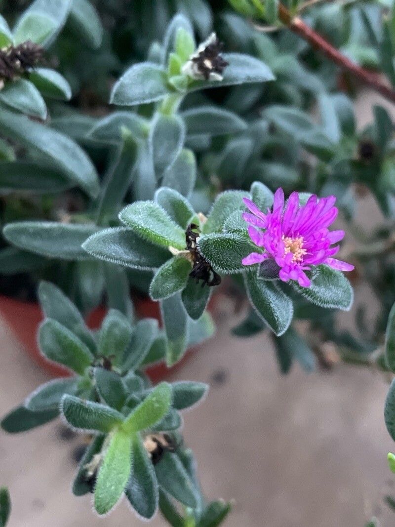 Delosperma brunnthaleri flower