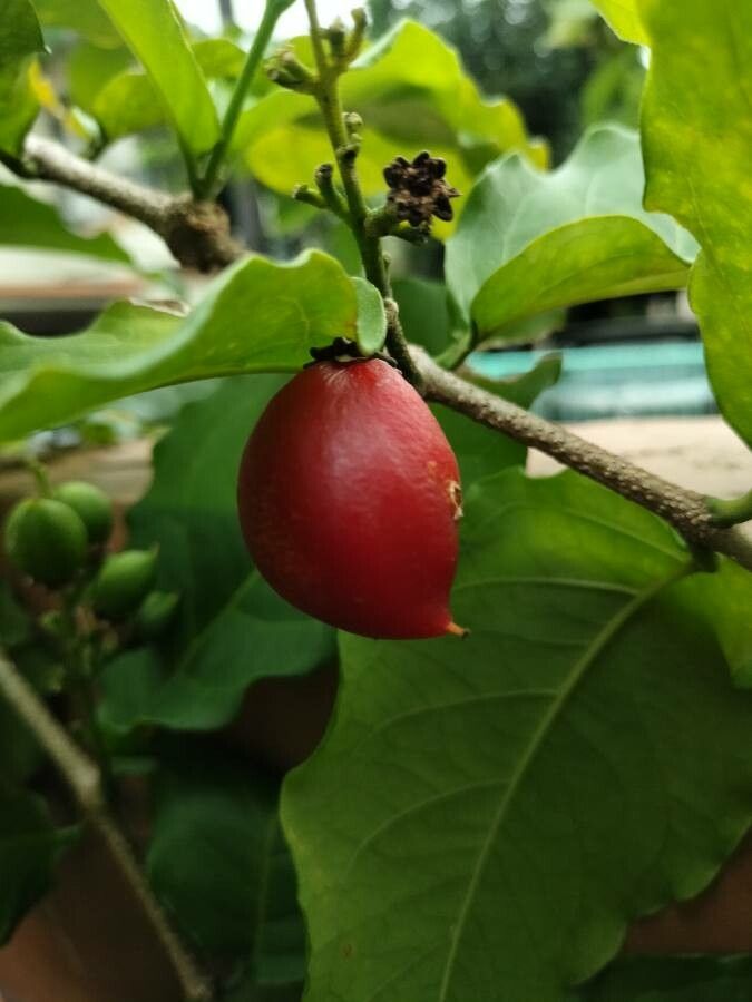 Bunchosia armeniaca fruit