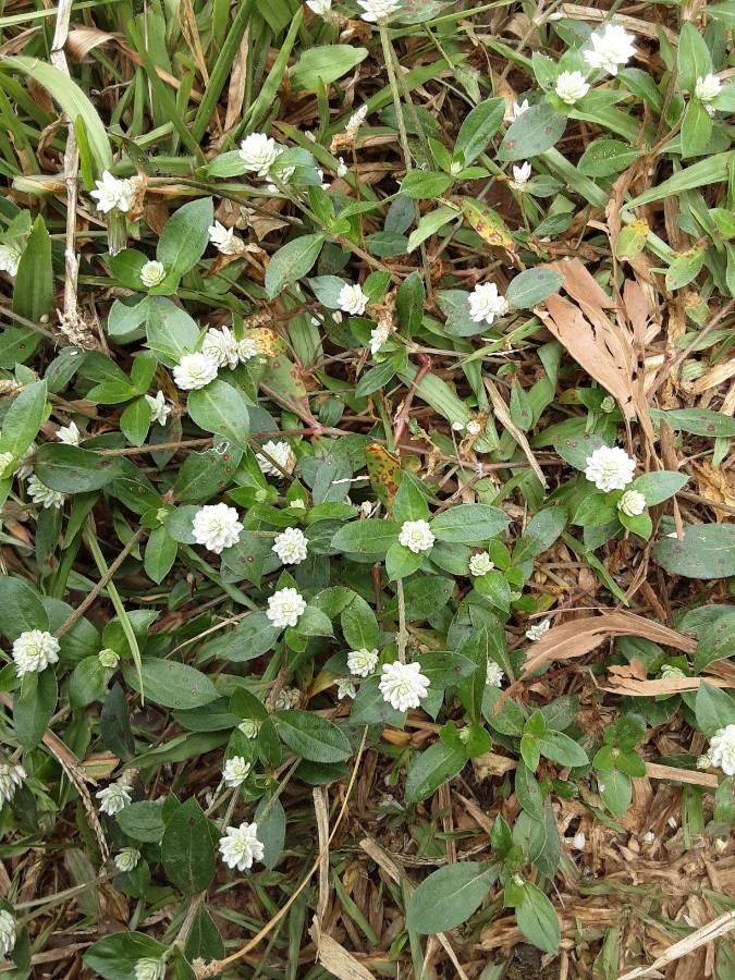 Whipplea modesta flower