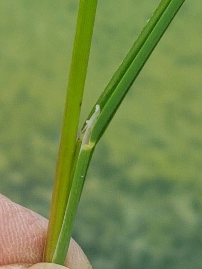 Glyceria fluitans leaf