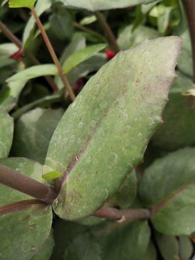 Sedum spectabile leaf