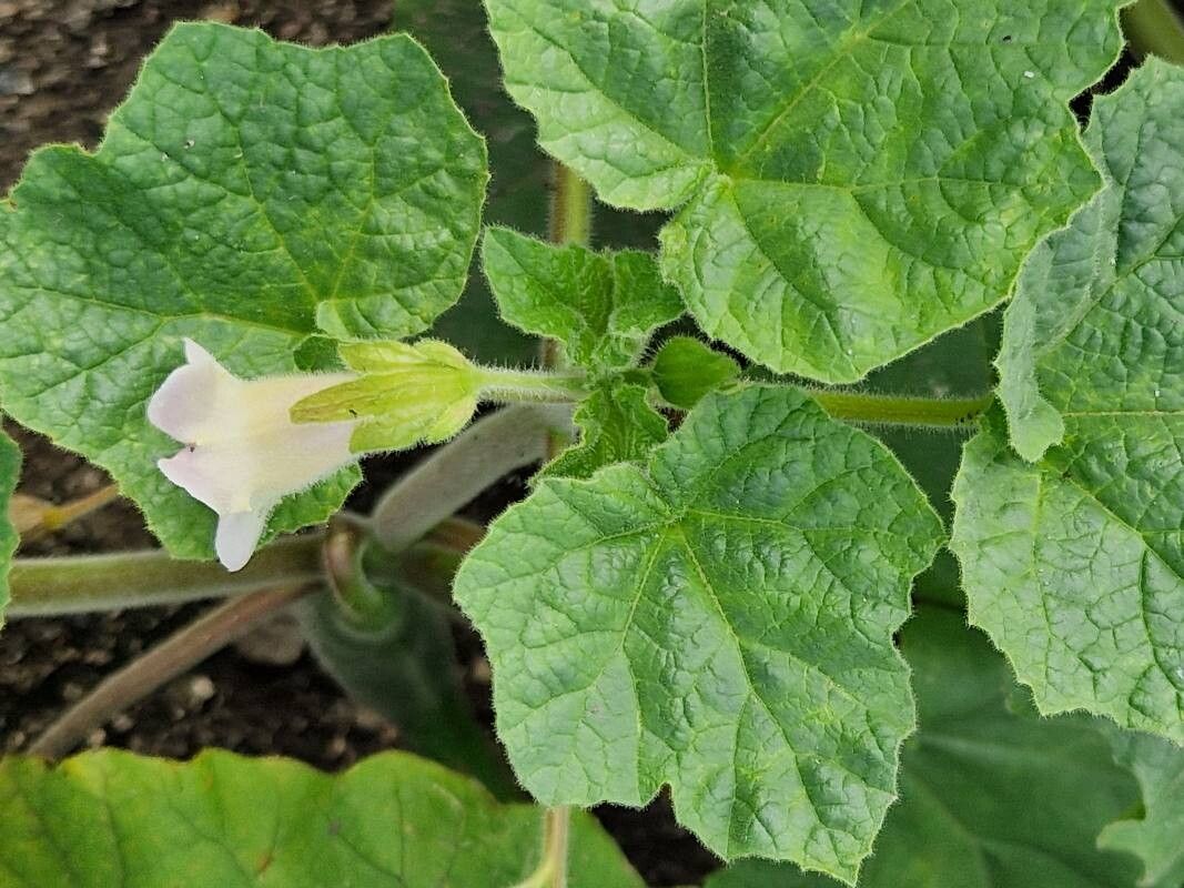 Proboscidea parviflora flower