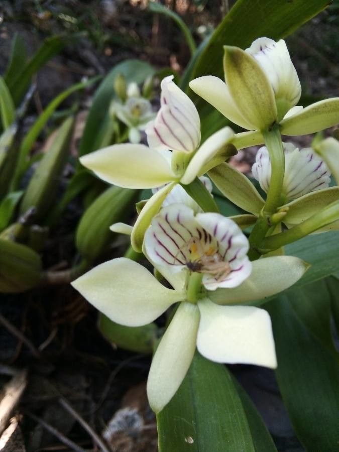 Prosthechea radiata — houseplant care guide