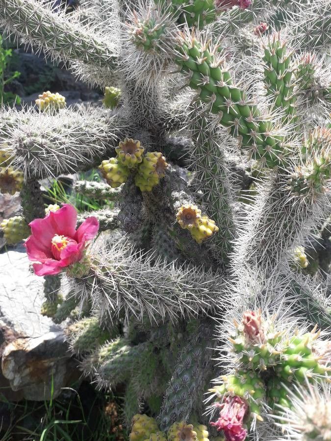 Cylindropuntia rosea habit