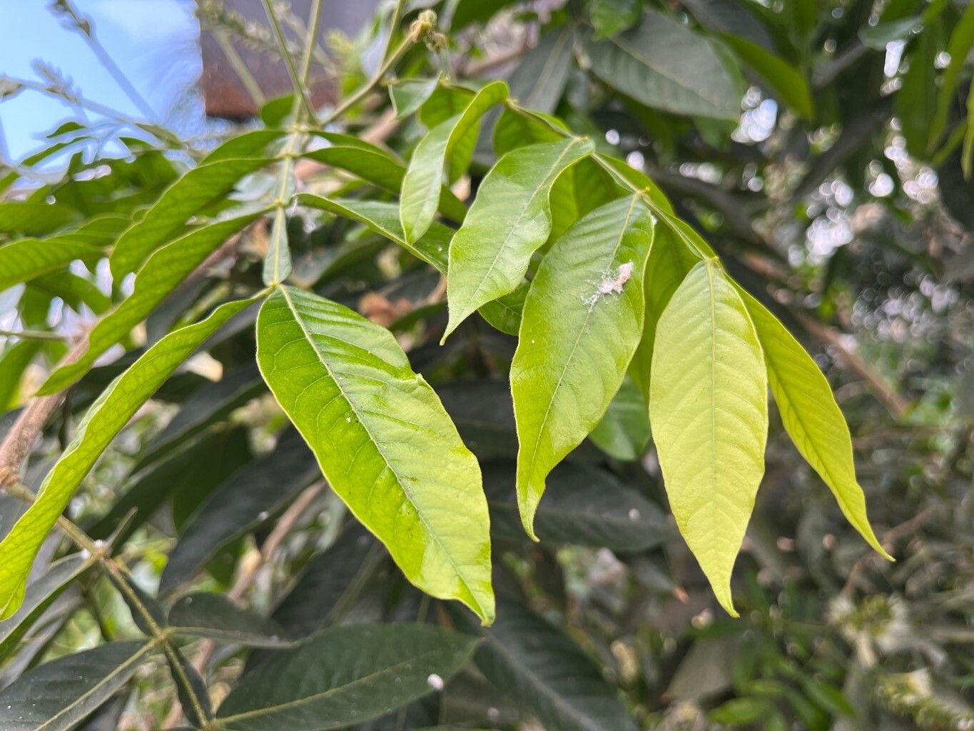 Inga feuillei — search result for 'Inga'