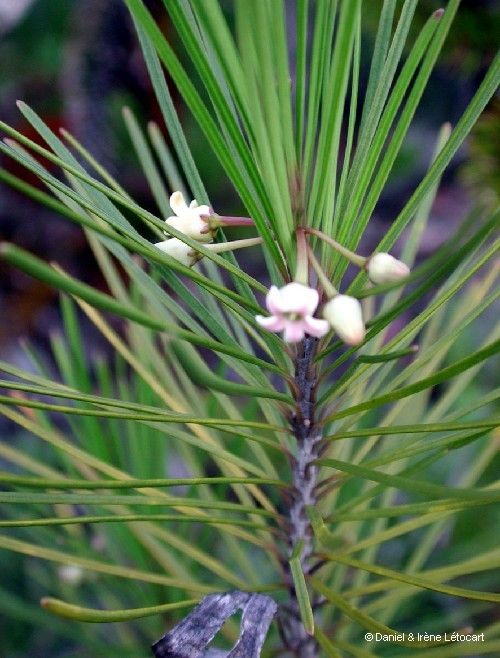 Marsdenia ericoides habit