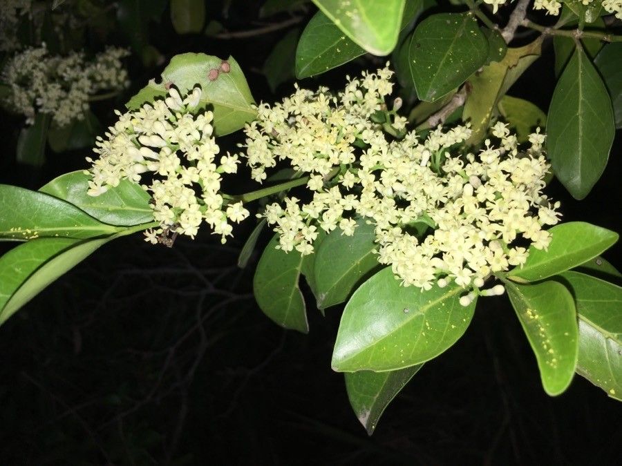 Psydrax odorata flower