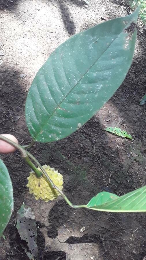 Annona mucosa leaf