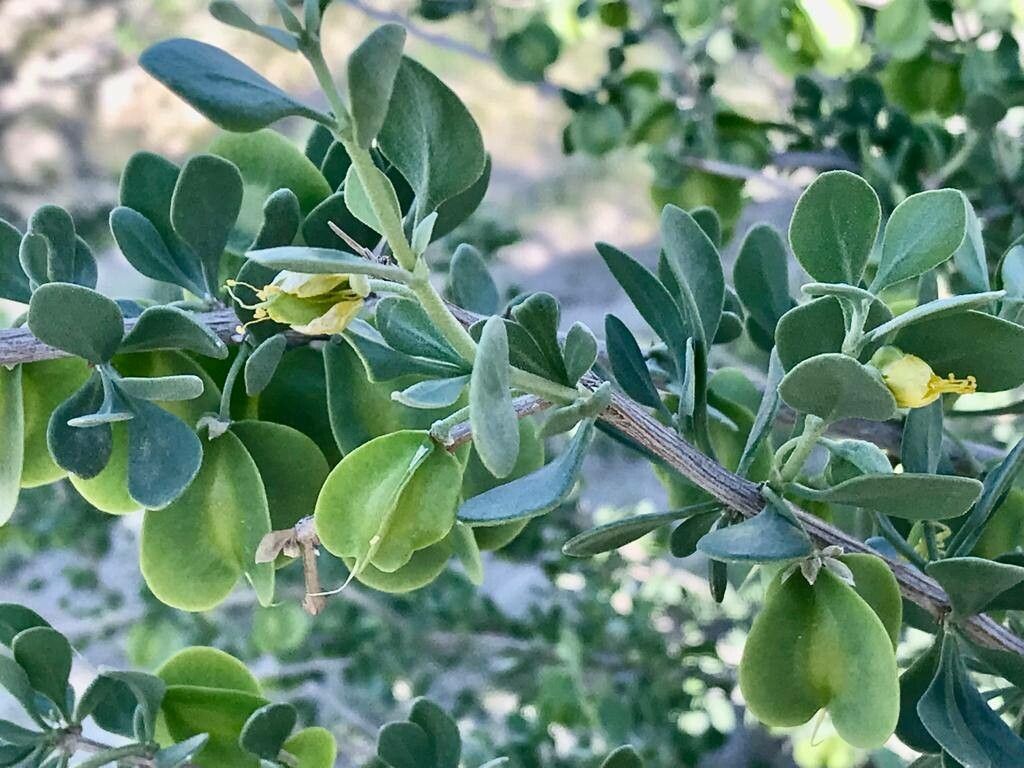 Zygophyllum atriplicoides — related species from the same genus