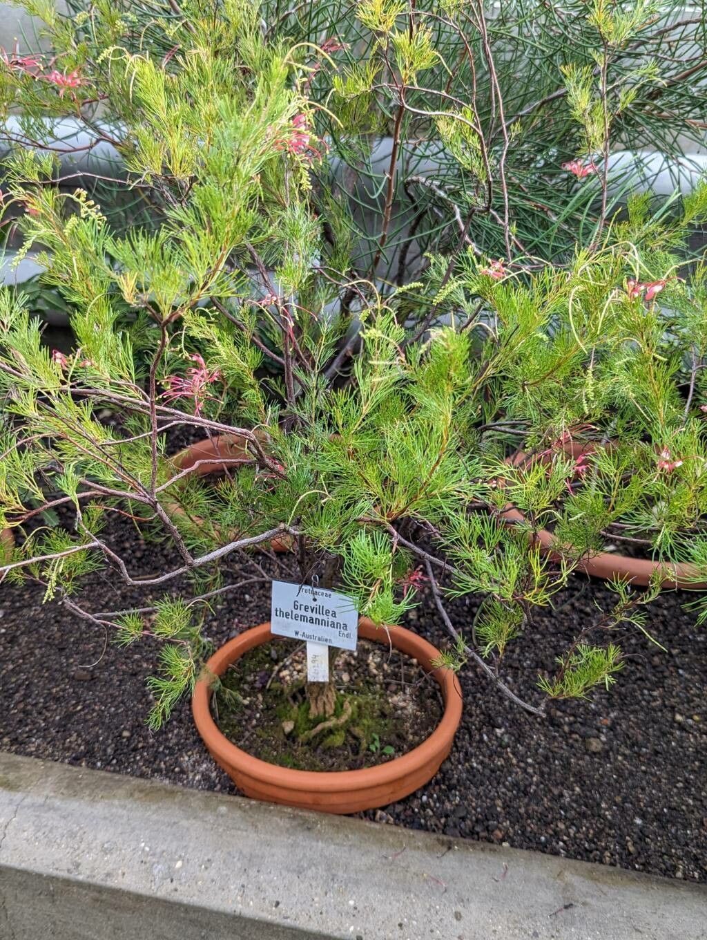 Grevillea thelemanniana habit